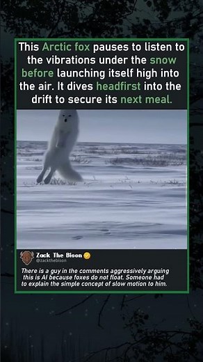 THE SNOW DIVE