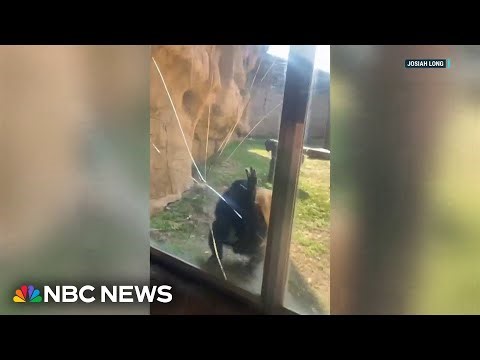 Watch: Bonobo breaks safety glass at Memphis Zoo exhibit