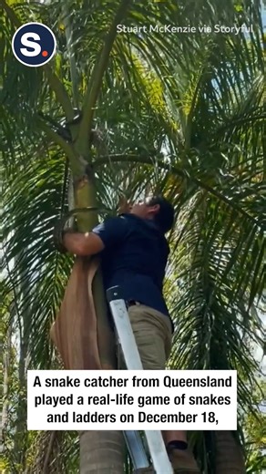 Real-life snakes and ladders! | storyful