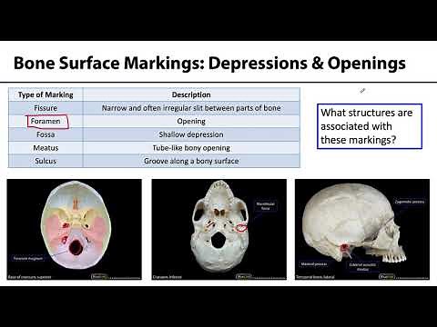 MSK Skeletal System Basics - Bone Surface Markings