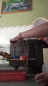 conure dancing moves