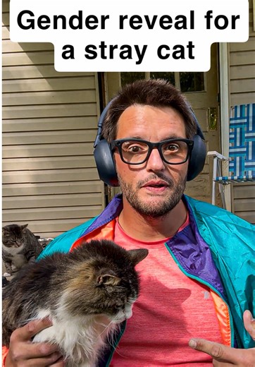Gender reveal on a stray cat #catrescue #straycat #funnycats #funnycat #genderreveal