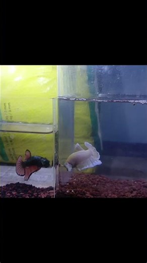 JJ Setangkai bunga mawar dariku (Aku yang malang 4)😎😎 #fyppage