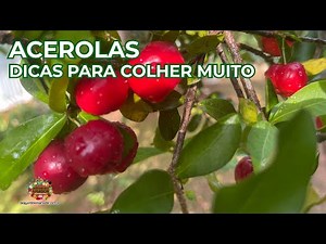Acerolas | Como Estimular a Produção de Frutas Orgânicas