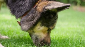 Curious active German shepherd husky mix pet dog sniffing green grass of garden. Sunny day. Recorded in slow motion. UHD footage