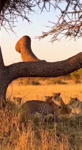 A Valuable Life Lesson: Some Giggles and Laughter Simply Cannot Be Hidden