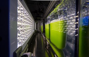 5 Things You Need to Know about Algae