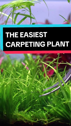 the best beginner carpeting plant, Helanthium tenellum! this plant can handle low light, no CO2 conditions with ease and I would recommend it. with CO2 and strong light its an extremely fast grower, almost too difficult to keep up with. Much more manageable in lowtech conditions. It can handle a harsh trim and is great for sucking up extra nutrients and waste in youre tank. #plantedtank #lowtechaquarium #fishtank #aquascape