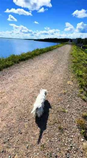 Why Finland is the ultimate dog friendly destination
