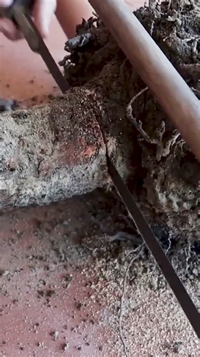 Old Trees Garden Flower Garden - DIY Project