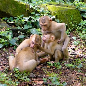 Amanda, Ricky, Sheba Look So Happy Playing Together | Monkey Kid