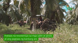 Ating tuklasin ang mga kaalaman sa pagniniyugan, partikular na ang proseso ng Coconut Hybridization, ngayong araw sa AgriTalk 2 Easy Learning Video Series! Sa loob lamang ng dalawang minuto, matututunan natin ang dalawang uri ng hybridization schemes na isinasagawa ng Philippine Coconut Authority - New Coconut Seed Production Center (NCSPC) sa Cotabato, na isa sa mga Accredited Coconut Learning Sites for Agriculture ng ATI. Halina't manuod at tumutok dito lamang sa #AgriTalk2024! Para sa mga hin