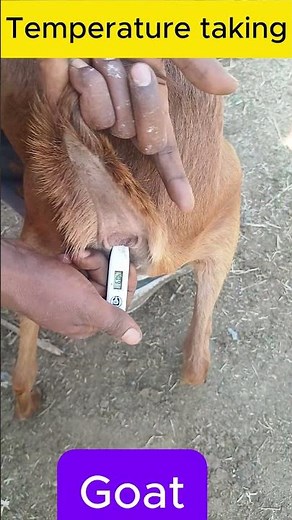 Temperature Taking in Goat