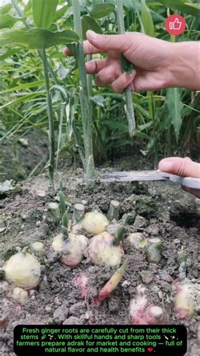 Ginger Cutting Process 🌱🔪#farming