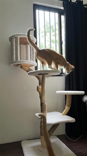 The Pet Project on Instagram: "Finally built a custom cat tree for our rescued cats—this time using real driftwood! 🪵🐾 We’ve been creating custom cat trees, towers, and condos for our clients over the years, but our own rescues 🐈🐈🐈 didn’t have one… until now! The driftwood gives it such a natural, organic feel—almost like bringing a real tree indoors. Now, they can bird-watch from their cat tree by the window, just like they would in the wild! Safe to say,