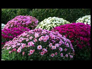 続・ある愛の詩＿映画音楽