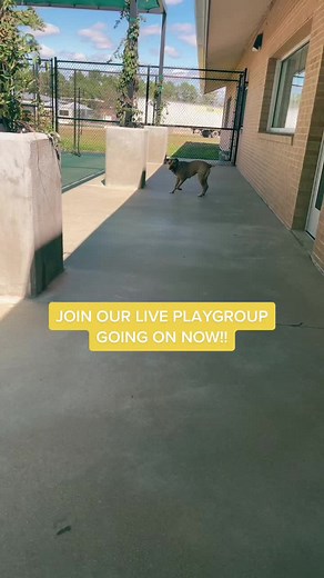 Don’t forget to join our LIVE going on now to meet some of our adoptable dogs! #animals #fallinlove