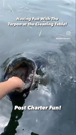 Hand Feeding MASSIVE Tarpon! (Crazy Close Encounter) #fishing #tarpon #fish