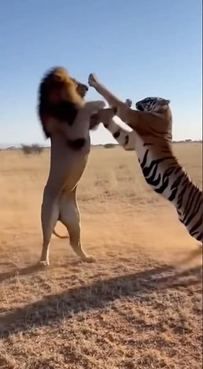 Lion vs Tiger: Deadly Wild Animal Fight Caught on Camera!
