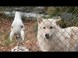 Wolves Meet Spooky Howling Wolf Skeleton
