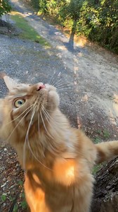 On today’s episode of Orange & jobless…. Could you imagine if cats had to get jobs?! I’d for sure be a sleep study expert and Siren would probably run a spa. What would your kitties job be? #orangeandjobless #orangekitty #orangecat #orangecatbehavior #cat #cats #cute #mainecoon | Fisher The Maine Coon