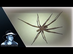 Brown Recluse Spider 01 Footage