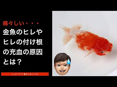 金魚のヒレやヒレの付け根が赤い、充血している原因とは？対処方法も解説
