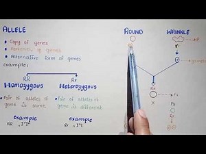 Introduction Of Genetics | Genes, Alleles, Phenotype, And Locus