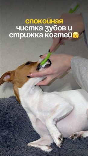 Мейзи обычно дается,но сильно трясется,а тут!успокаивающий спрей на вб #WW309816(копируй с буквами)