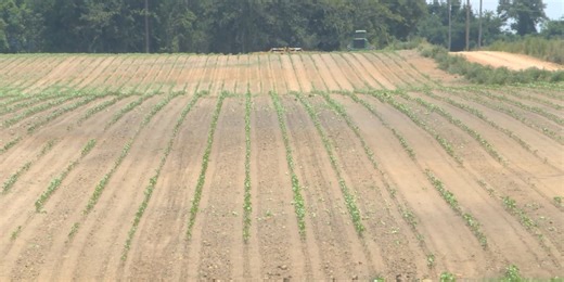 AI for Agriculture: South Ga. students and farmers use robots on the farm