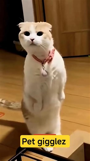 This Cat Is Trying HARD to Get Some Work Done! 😹🐱💻🔥 #cat #catvideos #funny #youtubeshorts #shorts
