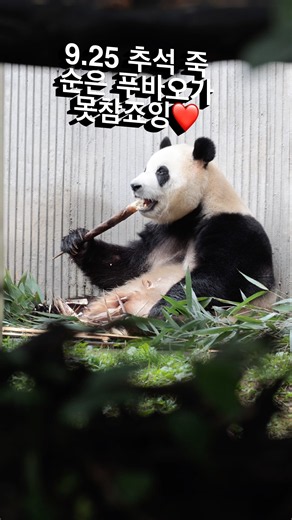 9.25 추석 죽순은 푸바오가 못참죠❤️ #fubao #푸바오 #에세이삼촌
