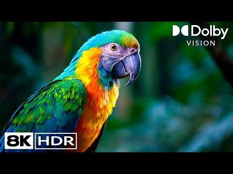 Nature’s Wild Animals in 4K HDR 60FPS | Dolby Vision Experience |8k Story HDR