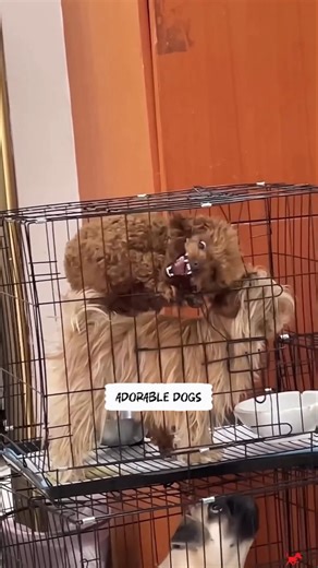 You Needed This Dog Video Today 🐶💖✨