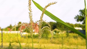 close up in middle of a cornfield video on sunset with motion of corn farming agriculture
