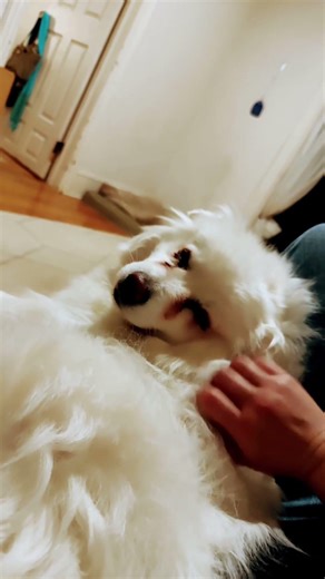 Cuddle session #puppy #cute #pets #cloudcouch