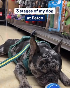Grooming? Snacks? Toys? Petco is a one-stop shop for all your pet's needs. | Petco