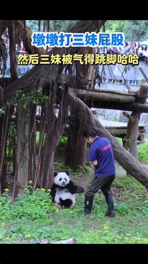 Hilarious Panda Moments Without Keepers