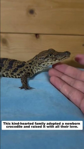 This kind-hearted family adopted a newborn crocodile and raised it with all their love.