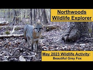 Beautiful Grey Fox Meanders by Trail Cam!