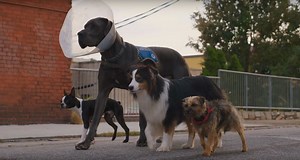 First Trailer for Hilarious Dog Revenge Movie 'Strays' with Will Ferrell | FirstShowing.net