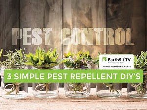 3 Natural DIY Bug Repellent Recipes