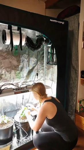 The Mars Hydro 5-Gallon DWC Hydroponic System is your gateway to year-round gardening, yielding fresh, organic produce in soilless environments. 🌱 Soil culture or Hydroponics? 🧐 Which planting method do you think is better? 🥳 View more 👉 https://www.mars-hydro.com/dwc-hydroponic-system-kit-2pcs #MarsHydro #dwc | Mars Hydro LED