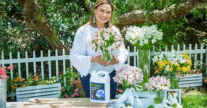 Growing & Cutting Alstroemeria Flowers - Home & Family