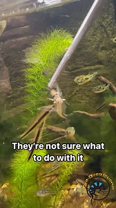 What a difference between their reactions! 🤣 I don't think the pea puffers understood that it was food... The avocado didn't waste ANY time taking it down! 😅 Have you ever tried feeding your fish crickets before? 🦗 #funny #fish #pufferfish #feeding #feedingtime #snacktime #treats | The Tye-Dyed Iguana
