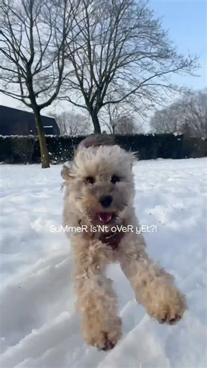 Slush life 🌺#petlovers #midnightsun #cockapoo #snow #dogs