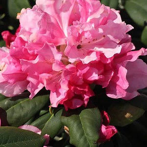 'Yaku Prince' Rhododendron - Grown By Overdevest