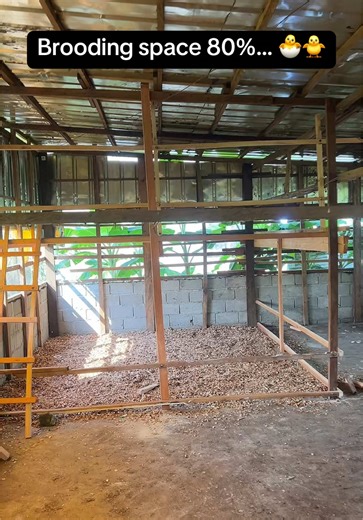 Creating Optimal Brooding Space for Chicks