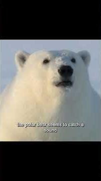This Polar Bear Couldn't Close the Deal #shorts #hunting #wildlife