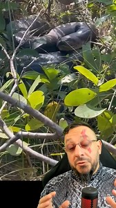 Fêmea adulta de Eunectes murinus 🐍😮 Um animal de força absurda. | Biólogo Henrique o Biólogo das Cobras